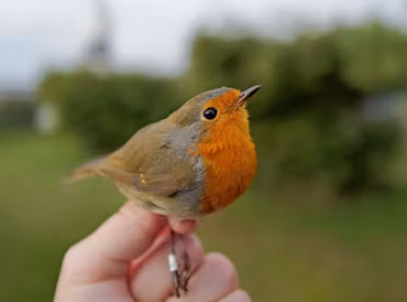 Fågelfadder till rödhake