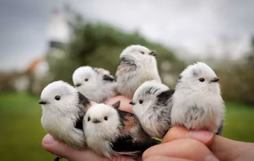 Gåva till fågelstationen