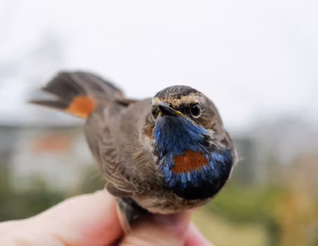 Fågelfadder till blåhake