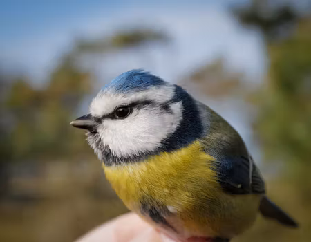 Fågelfadder till blåmes
