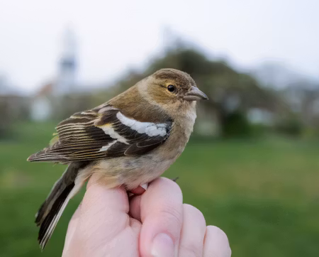 Fågelfadder till bofink