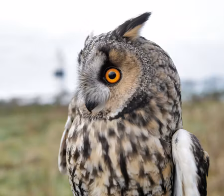 Fågelfadder till hornuggla