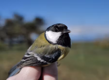 Fågelfadder till talgoxe