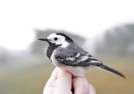 Fågelfadder till sädesärla