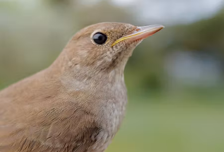 Fågelfadder till näktergal