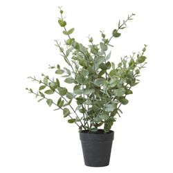 Eukalyptus i kruka