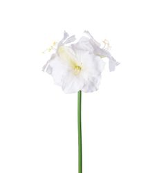 Amaryllis vit 65 cm