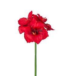 Amaryllis röd 65 cm