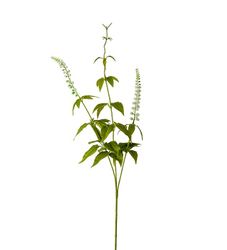 Lavendel