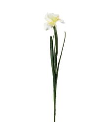 Iris 68 cm