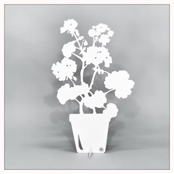 Pelargon vit 49 cm