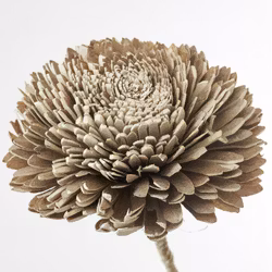 Flore Zinnia 15x15x70