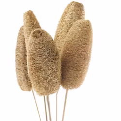 Flore Luffa 5-pack