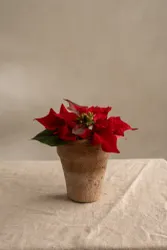 Julstjärna i kruka, röd Mr Plant