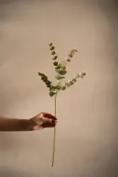 Eucalyptus, grå - Mr Plant