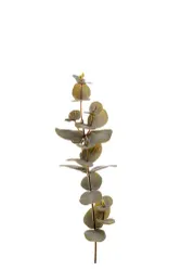 Eucalyptus, grön 40 cm Mr Plant