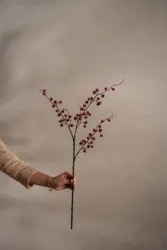 Bärkvist med is, röd 75 cm Mr Plant
