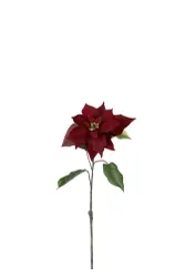 Julstjärna, burgundy 50 cm Mr Plant