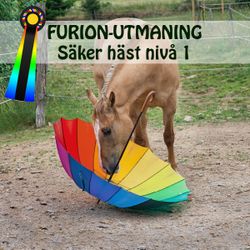 EFTERANMÄLAN! FURION-UTMANING | säker häst (nivå 1)