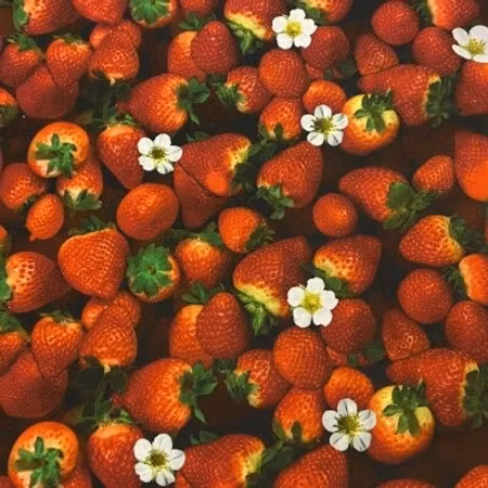 FÖRHANDSBOKNING- Jordgubbar med blommor Bomullsjersey