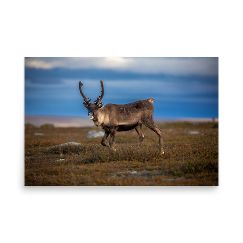 Flatruet - 24″×36″