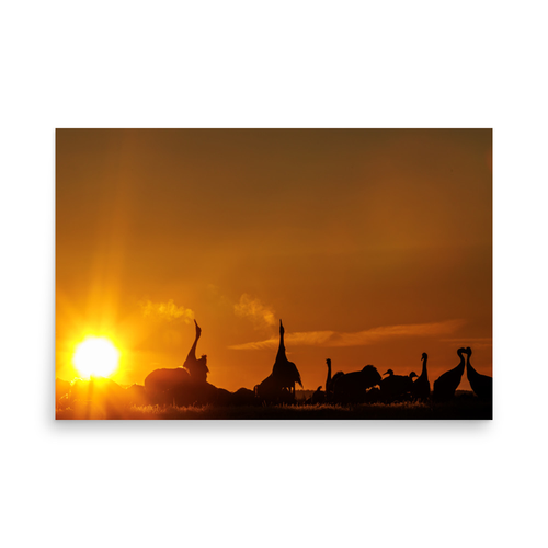 Trandansen - 24″×36″