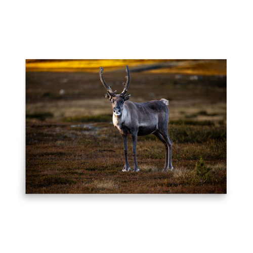 Renen - 24″×36″