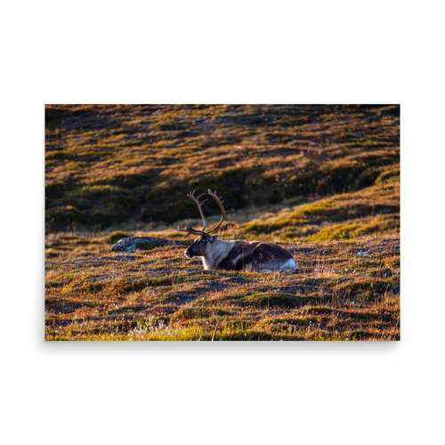 Vilande ren - 24″×36″