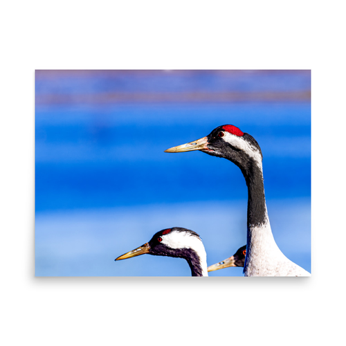 Tranor - 18″×24″