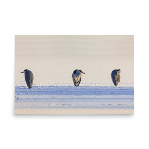 Hägrar - 24″×36″