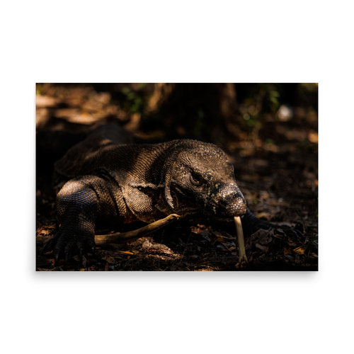 Komodo Dragon - 24″×36″