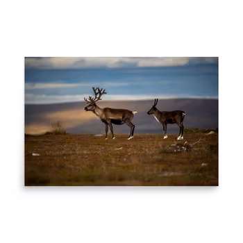 Renar på Flatruet - 24″×36″