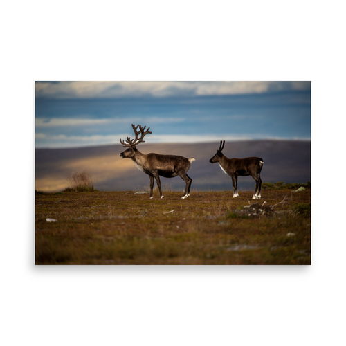 Renar på Flatruet - 24″×36″