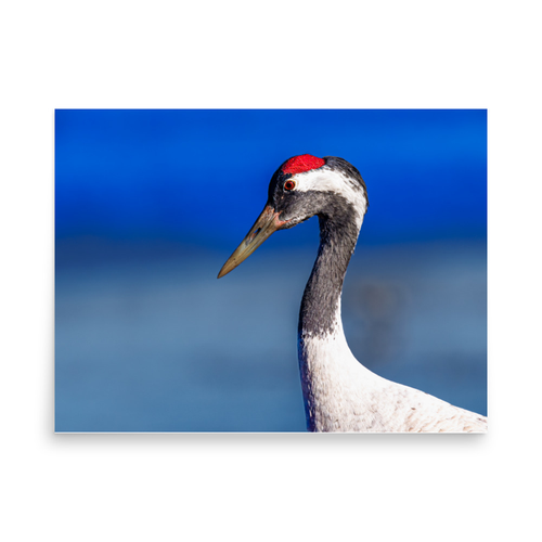 Trana - 18″×24″
