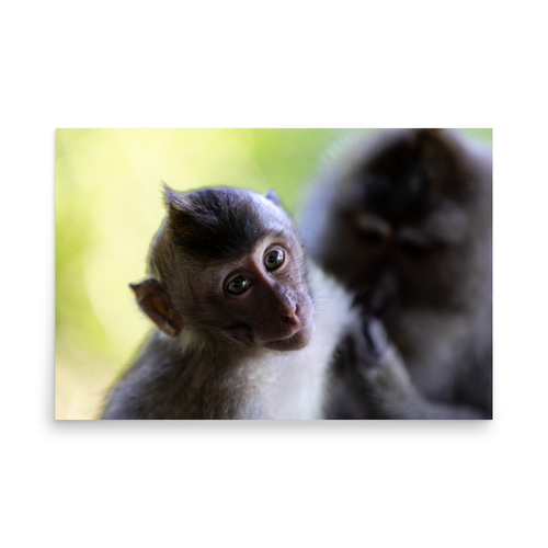 Baby Monkey - 24″×36″