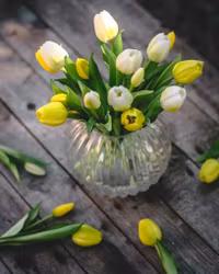 Tulpaner Gula
