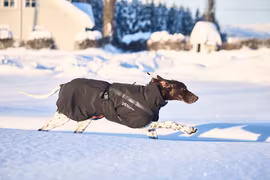 Non-stop dogwear - Trekking insulated dog jacket