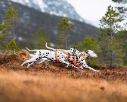 Non-Stop Dogwear - Line harness 5,0 (bestillingsvare)