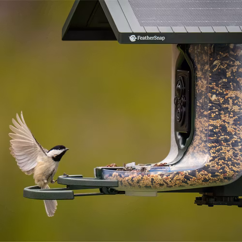 FeatherSnap - Scout Smart Bird Feeder