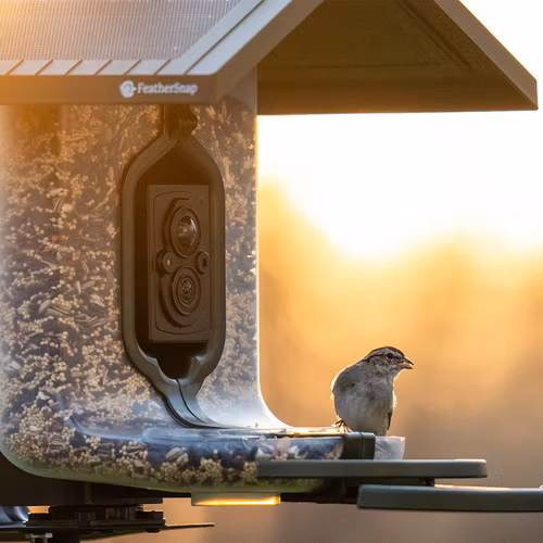 FeatherSnap - Scout Smart Bird Feeder