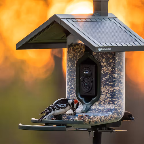 FeatherSnap - Scout Smart Bird Feeder