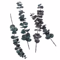 Konserverad eukalyptus - Baby blue