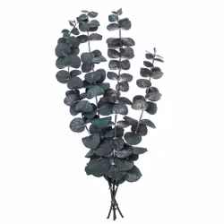 Konserverad eukalyptus - Baby blue (4 st)