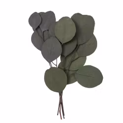 Konserverad eukalyptus - Populus (4 st)