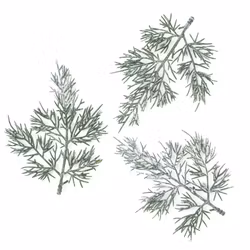 Thujakvistar (3 st)