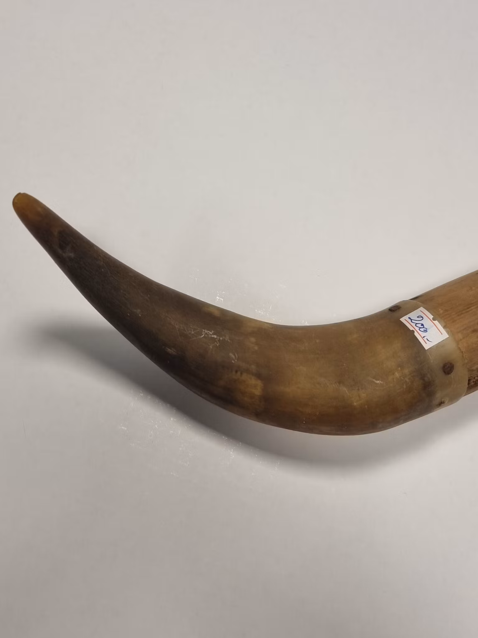 Horn