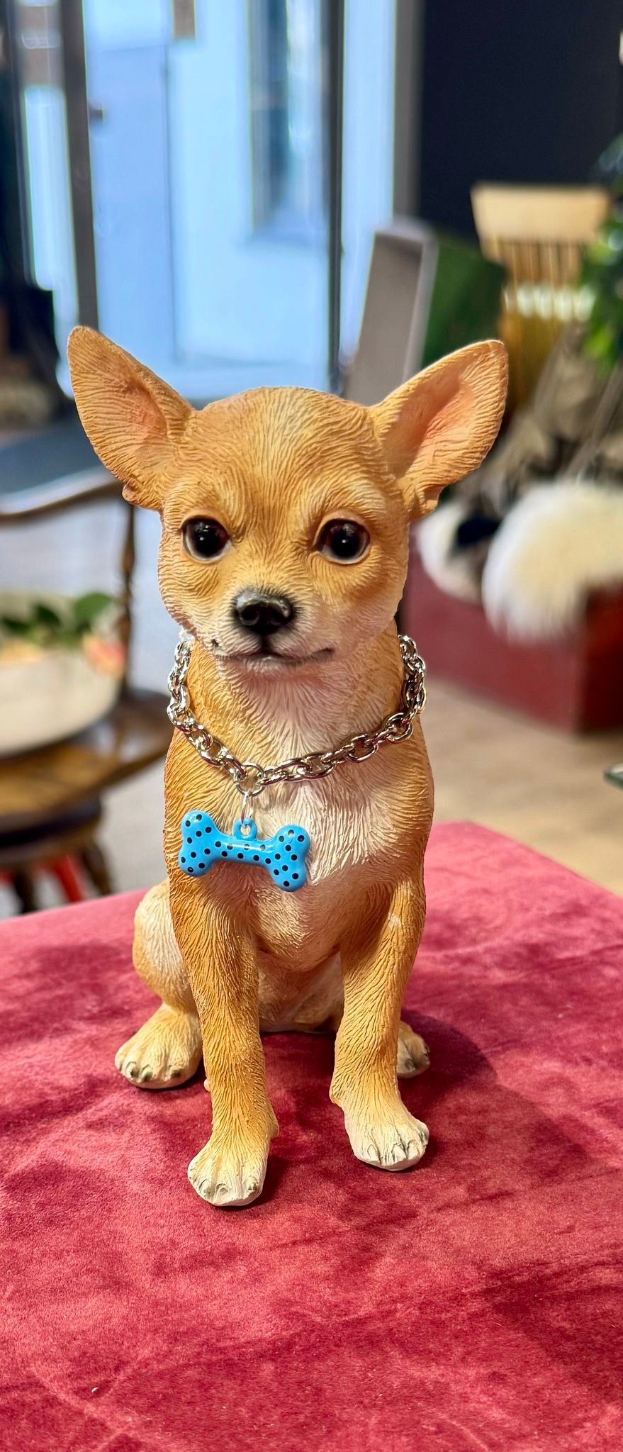 Chihuahua