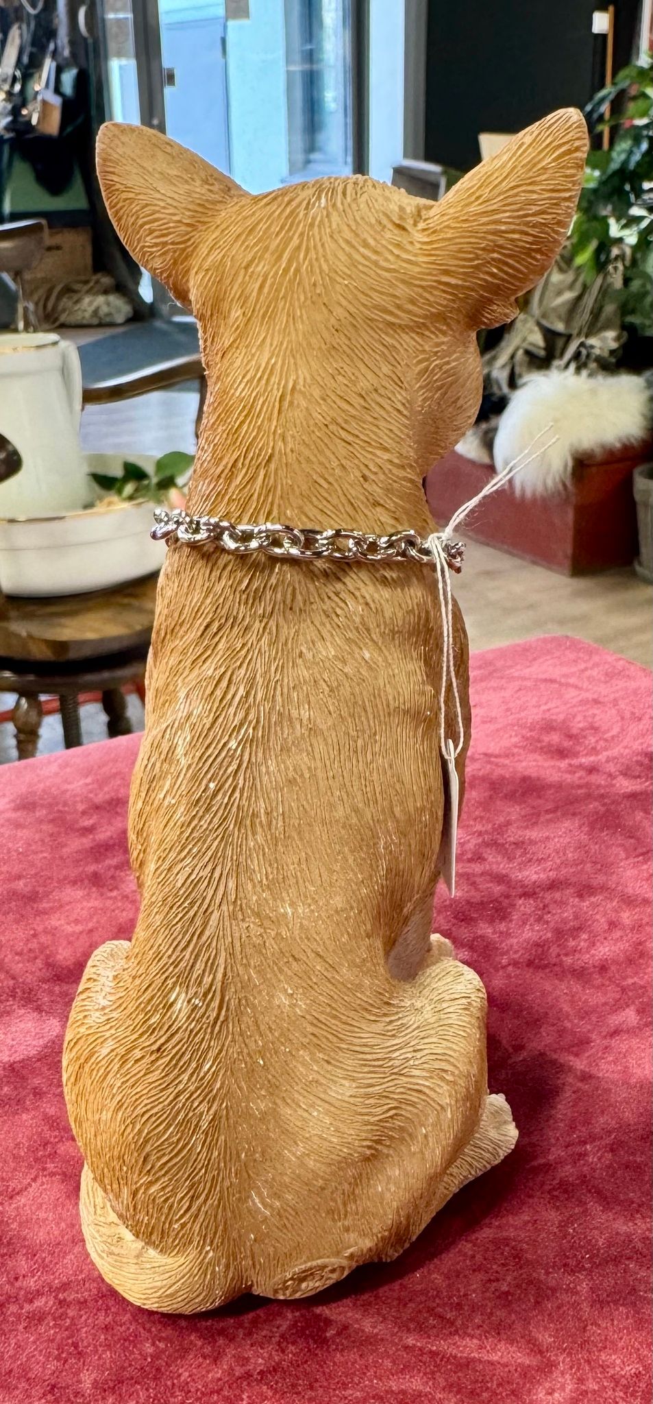 Chihuahua