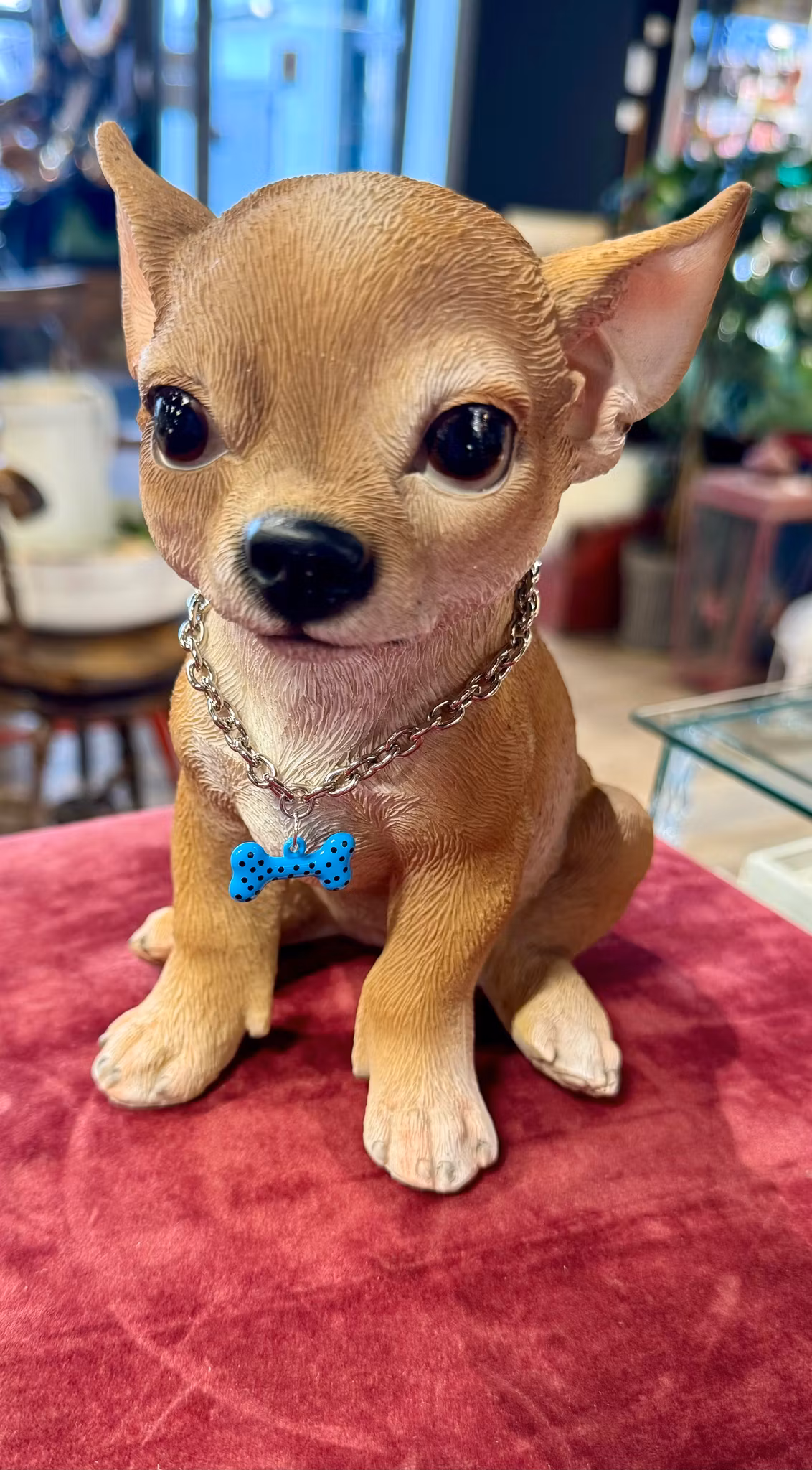 Chihuahua
