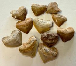 Squalicorax fossil Haitann